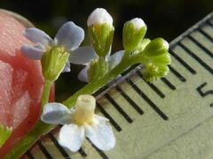 Myosotis secunda