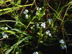 Myosotis secunda