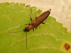 Anogcodes ustulatus