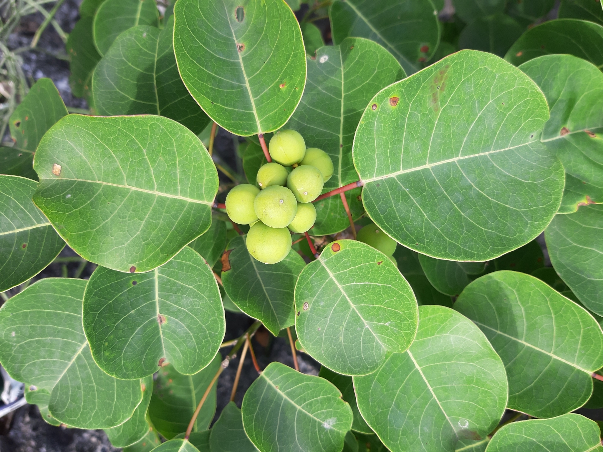 Triadica rotundifolia (Triadica rotundifolia)