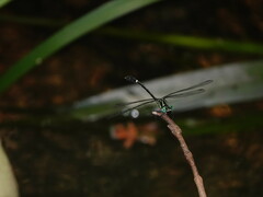 Heliogomphus scorpio