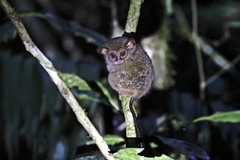 Tarsius spectrumgurskyae