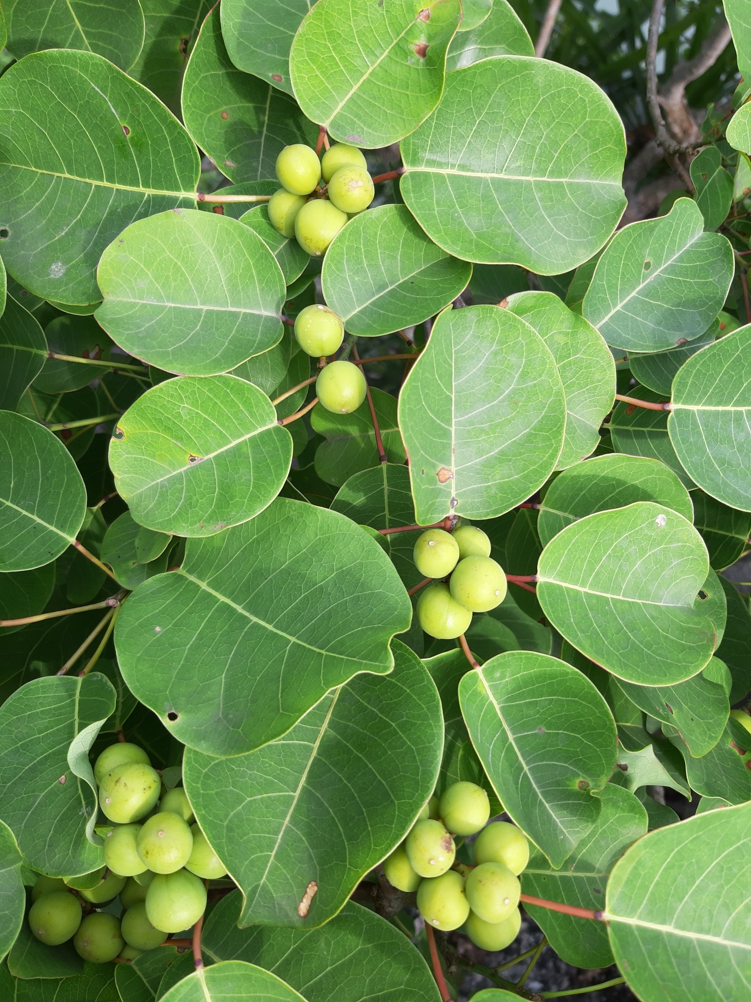 Triadica rotundifolia — ảnh 2