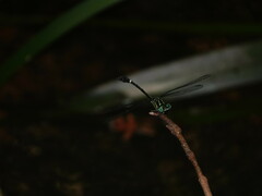 Heliogomphus scorpio
