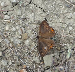 Hipparchia pellucida