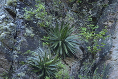 Agave schidigera