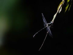 Heliogomphus scorpio