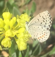 Euphilotes battoides