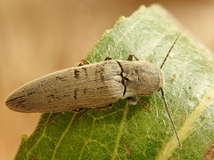 Synaptus filiformis