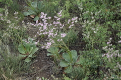 Goniolimon speciosum