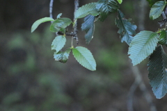 Cercocarpus macrophyllus