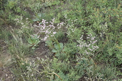 Goniolimon speciosum