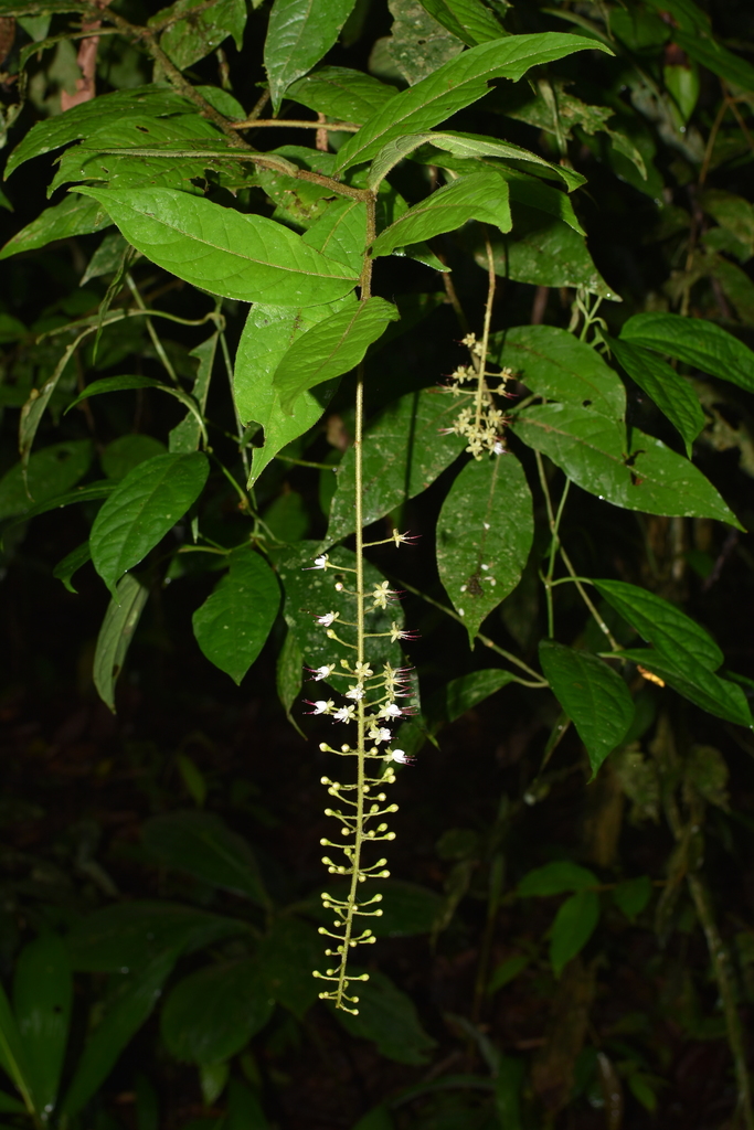 Hirtella lemsii