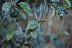 Cercocarpus macrophyllus
