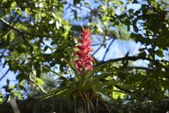 Tillandsia borealis