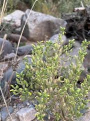 Mimetanthe pilosa