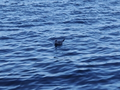 Chroicocephalus ridibundus