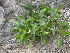 Solidago leiocarpa