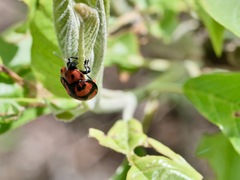 Ogdoecosta biannularis