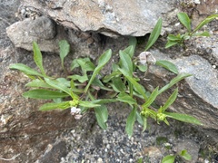 Solidago leiocarpa