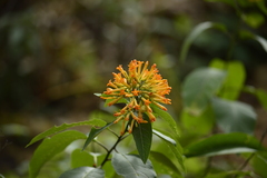Cestrum thyrsoideum