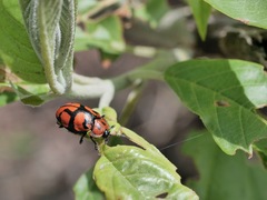 Ogdoecosta biannularis