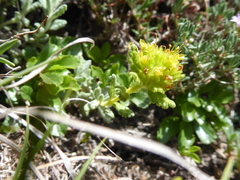 Teucrium aureum