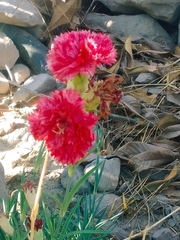 Dianthus caryophyllus