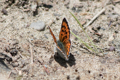 Lycaena cupreus