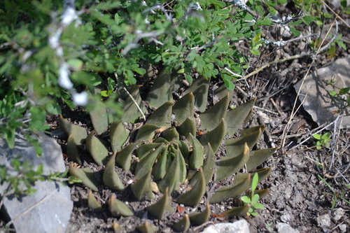 Ariocarpus trigonus