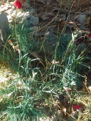 Dianthus caryophyllus