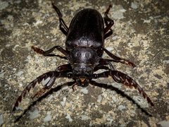 Prionus besikanus