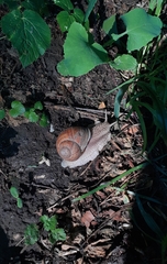 Helix pomatia