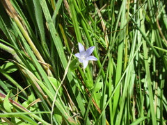 Campanula californica