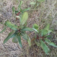 Hylotelephium maximum maximum