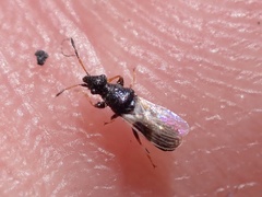 Microplax albofasciata