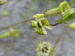 Silene saxifraga