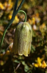 Fritillaria