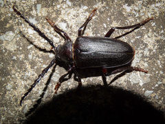 Prionus besikanus