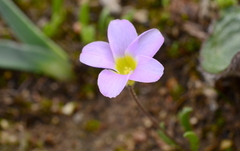 Oxalis monophylla