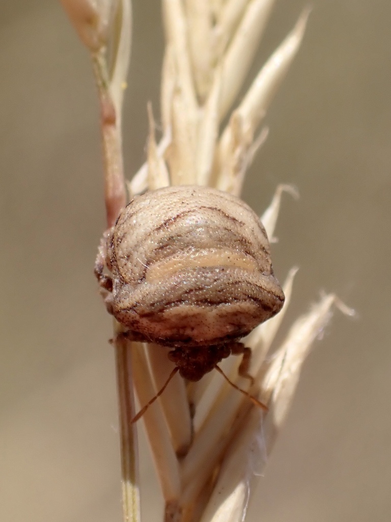 Vilpianus galii