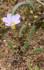 Oxalis monophylla