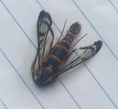 Synanthedon novaroensis