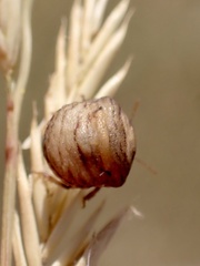 Vilpianus galii