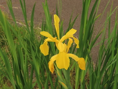 Iris crocea