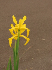 Iris crocea