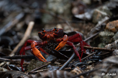 Neotiwaripotamon jianfengense