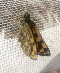 Carterocephalus skada