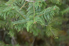 Abies neodurangensis