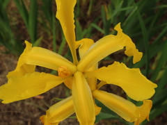Iris crocea